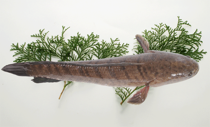 Hướng dẫn phân biệt cá lóc đồng tự nhiên và cá lóc nuôi tại ao