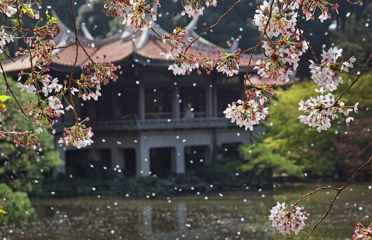Không thể bỏ qua 7 điểm ngắm hoa anh đào tuyệt đẹp ở Tokyo