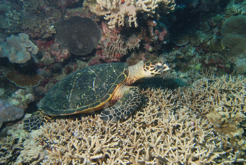 Rùa biển Đồi mồi dứa - Lepichochelys olivacea