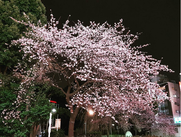 7 địa chỉ ‘bỏ túi’ để ngắm hoa anh đào trong chuyến du lịch Tokyo