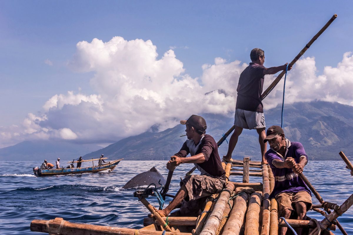 Trên hình là chuyến săn cá voi bằng thuyền gỗ paledang được kéo ra biển nhờ thuyền máy khác