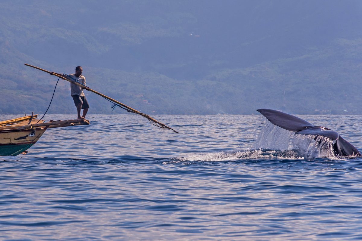 Một ngư dân trong đội gồm chục người săn cá voi