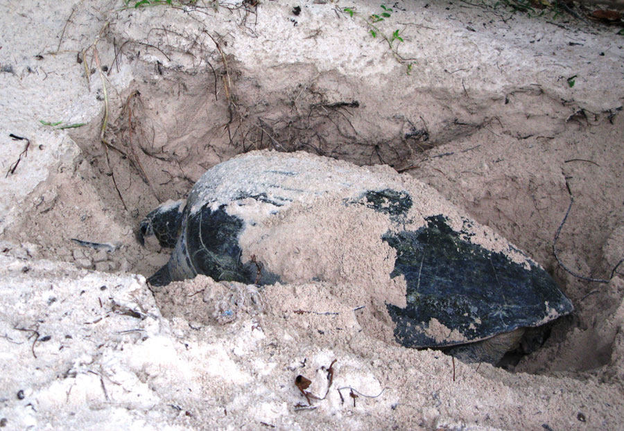 Rùa biển để trứng tại côn đảo