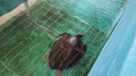 Thả rùa về biển sau khi cứu hộ tại khu vực biển Hang Rái