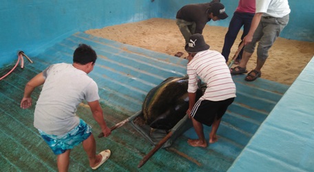 Thả rùa về biển sau khi cứu hộ tại khu vực biển Hang Rái