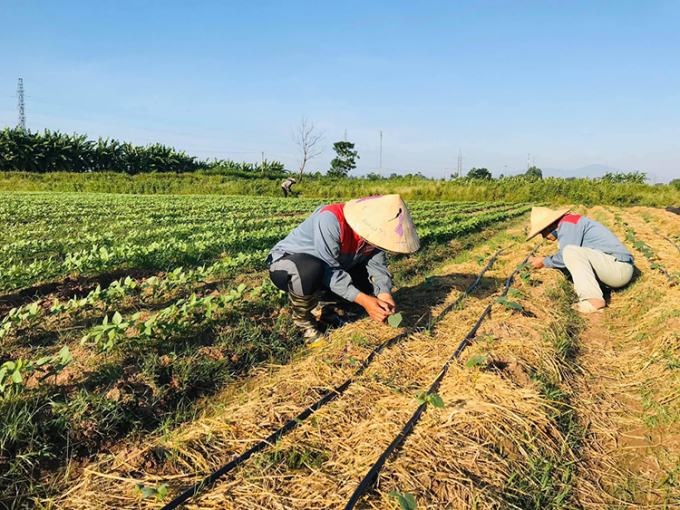 Trang trại rau hữu cơ của hai vợ chồng Duyên và Chinh rộng 2ha, trồng đủ loại rau củ, mùa nào thức nấy.