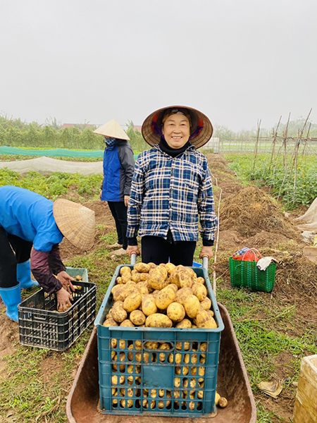 Cô Nguyễn Thị Hảo, người làm công trong trang trại của hai vợ chồng chị Duyên, anh Chinh trong buổi thu hoạch khoai tây tháng 12/2021.